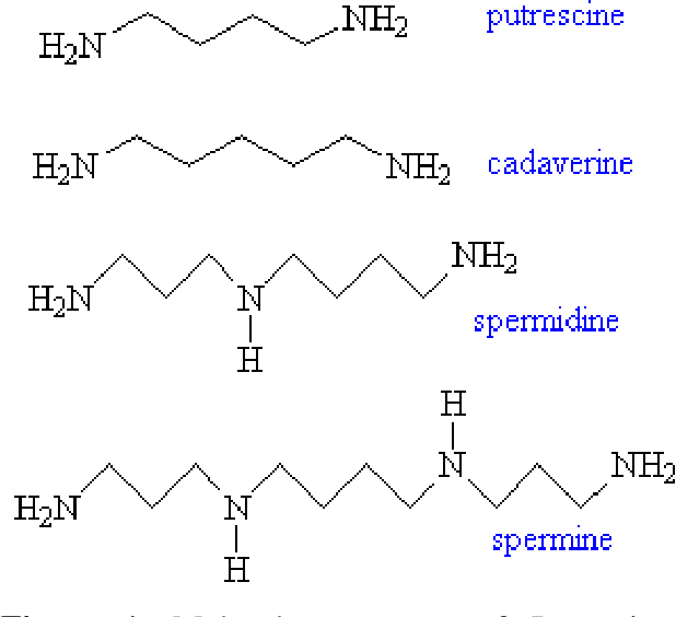 Estructuras de poliaminas: putrescina, cadaverina, spermidina, spermine