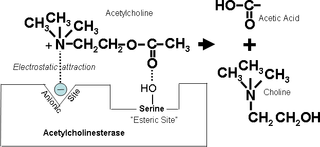 Hairspray ingredients label with organic molecules highlighted