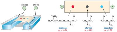 Electrophoresis of amino acids based on isoelectric point