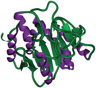 Tertiary structure of a protein (carboxypeptidase A)