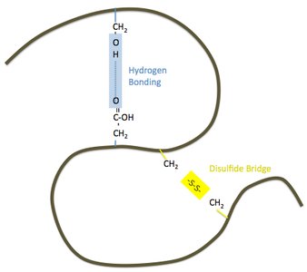 Hydrogen bonding and disulfide bridge in protein structure