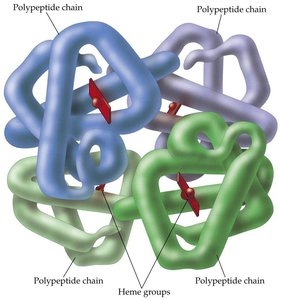 Quaternary structure of hemoglobin