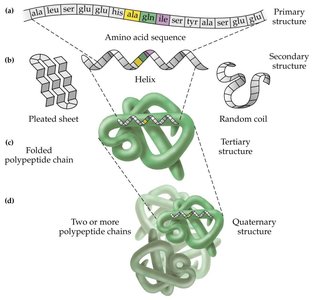 Summary of protein structural levels