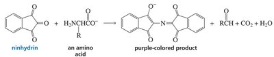 Ninhydrin reaction with amino acids