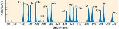 Chromatogram showing amino acid separation by ion-exchange chromatography