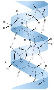Hydrogen bonding in the alpha helix