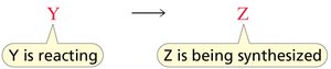 Y is reacting, Z is being synthesized