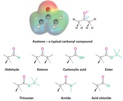 Carbonyl functional groups