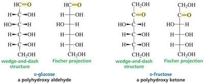 Structures of D-glucose and D-fructose in wedge-and-dash and Fischer projections