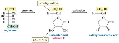 Biosynthesis and structure of vitamin C from D-glucose