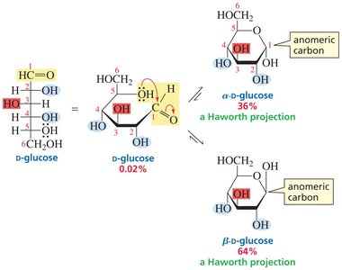 Cyclization of D-glucose and formation of alpha and beta anomers