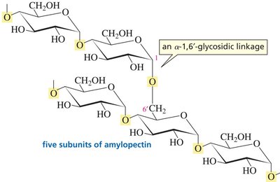 Five subunits of amylopectin with alpha-1,6-glycosidic linkage