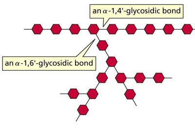 Amylopectin structure showing branching compared to glycogen