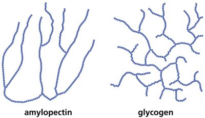 Comparison of amylopectin and glycogen branching