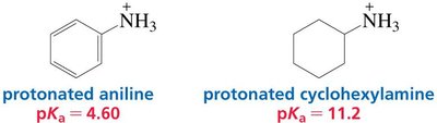 pKa values of protonated aniline and cyclohexylamine