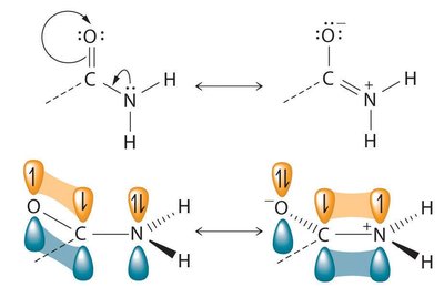 Resonance and orbital overlap in an amide group