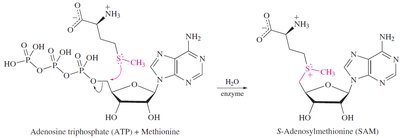 Formation of S-adenosylmethionine (SAM)