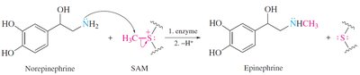 Methylation of norepinephrine to epinephrine