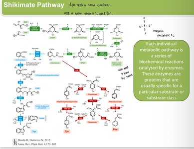Primary and secondary metabolism definitions