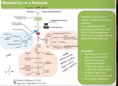 Shikimate pathway overview