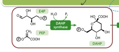 Metabolism as a network