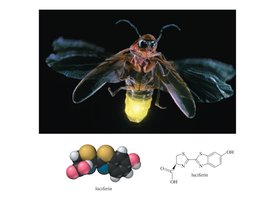 Firefly and luciferin molecular models