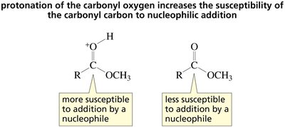 Protonation increases susceptibility to nucleophilic attack