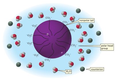 Micelle structure in aqueous solution