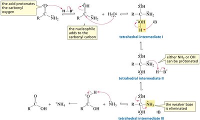 Hydrolysis of an amide