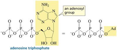 Structure of ATP (adenosine triphosphate)