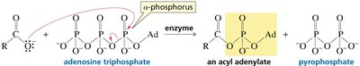 ATP activating a carboxylic acid via acyl adenylate formation