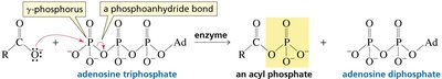 ATP activating a carboxylic acid via acyl phosphate formation