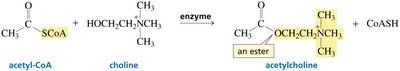 Biosynthesis of an ester from a thioester (acetyl-CoA)