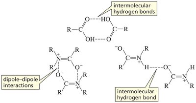 Hydrogen bonding and dipole interactions in carboxylic acids and amides