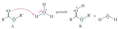 Acid-catalyzed ester hydrolysis mechanism