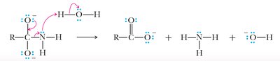 Expulsion of amide anion in base-catalyzed hydrolysis