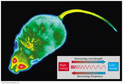 Thermal image of a mouse with energy/frequency/wavelength diagram