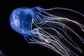 Box jellyfish, representing organic toxins