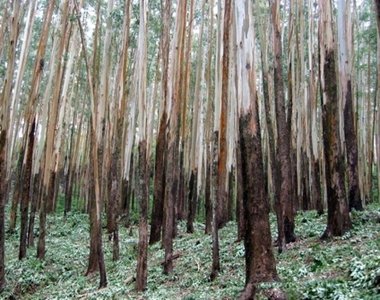 Forest, representing organic molecules in wood