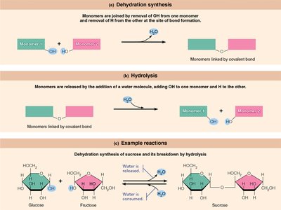 Dehydration synthesis and hydrolysis