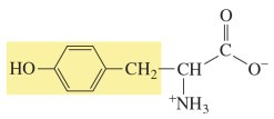 Tyrosine structure