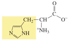 Histidine structure