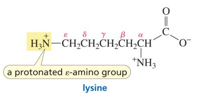 Lysine structure