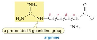 Arginine structure