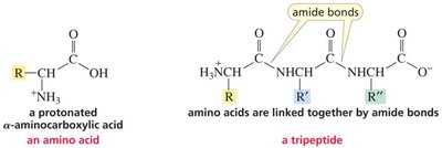 Amino acid and tripeptide structure
