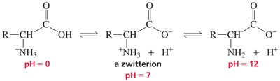 Amino acid ionization states
