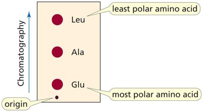 Amino acid chromatography
