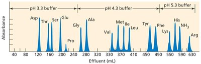 Amino acid chromatogram