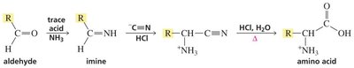 Strecker synthesis of amino acids