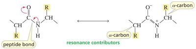 Peptide bond resonance